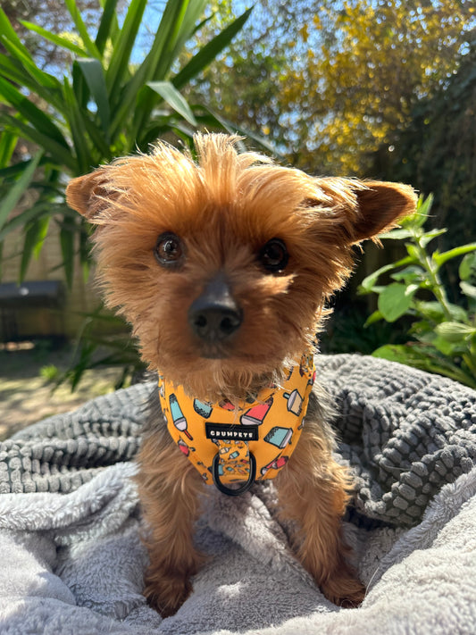 Yorkshire Terriers – Tiny Dog, HUGE Attitude!